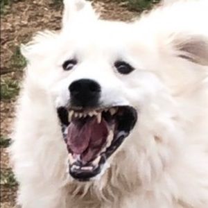 Meet your Posher, Cody